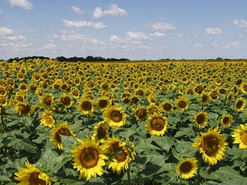 A Scenic View of Ellsworth County